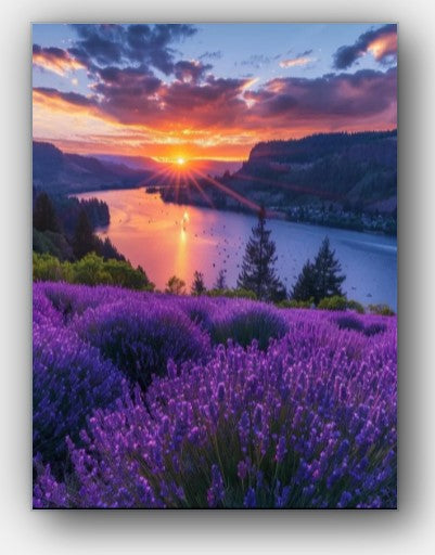 Lavender Fields Forever Canvas Prints